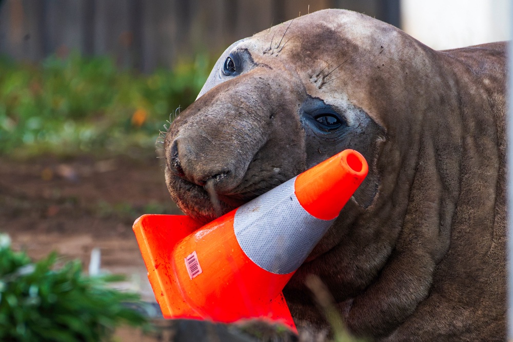 Neil plays with a traffic cone in Tasmania (Sam Volker Photography)