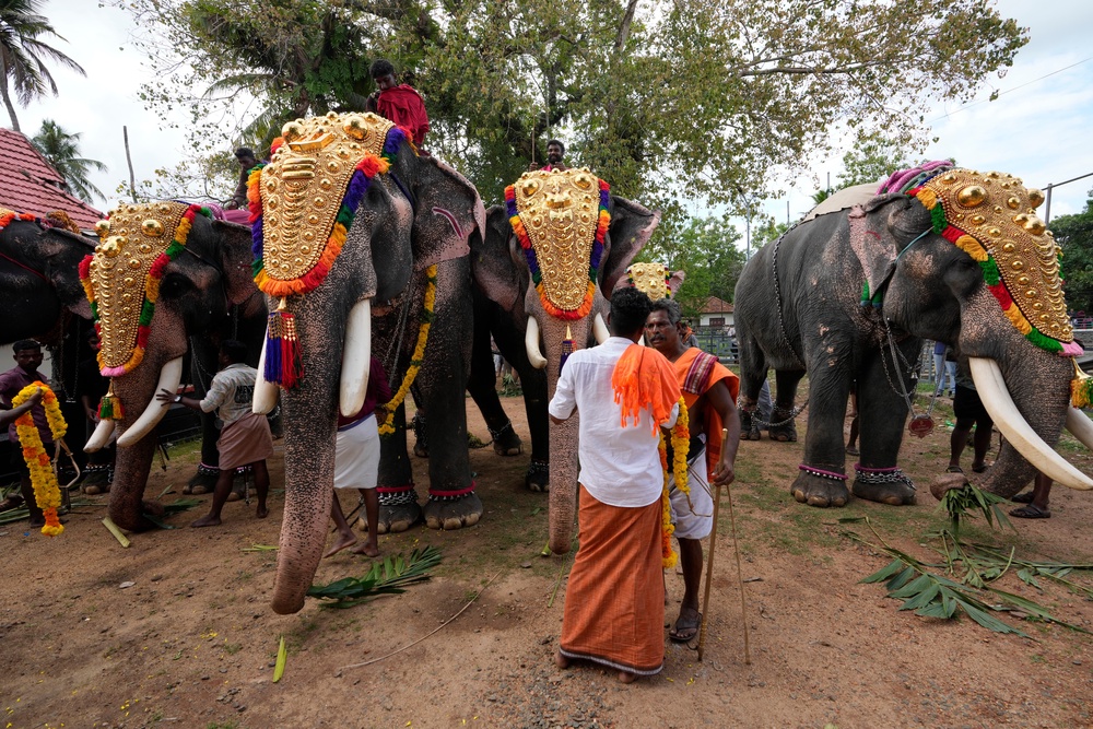 Mahouts prepare elephants for participation in the elephant pageant, or Gajamela, held as part of an annual festival in Thiruvanvandoor, in the southern Indian state of Kerala, Tuesday, May 19, 2026. (AP Photo/Aijaz Rahi) (Copyright 2026 The Associated Press. All rights reserved)