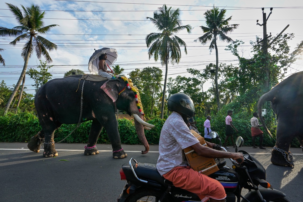 A motorist rides past decorated elephants during the elephant pageant, or Gajamela, held as part of an annual festival in Thiruvanvandoor, in the southern Indian state of Kerala, Tuesday, May 19, 2026. (AP Photo/Aijaz Rahi) (Copyright 2026 The Associated Press. All rights reserved)