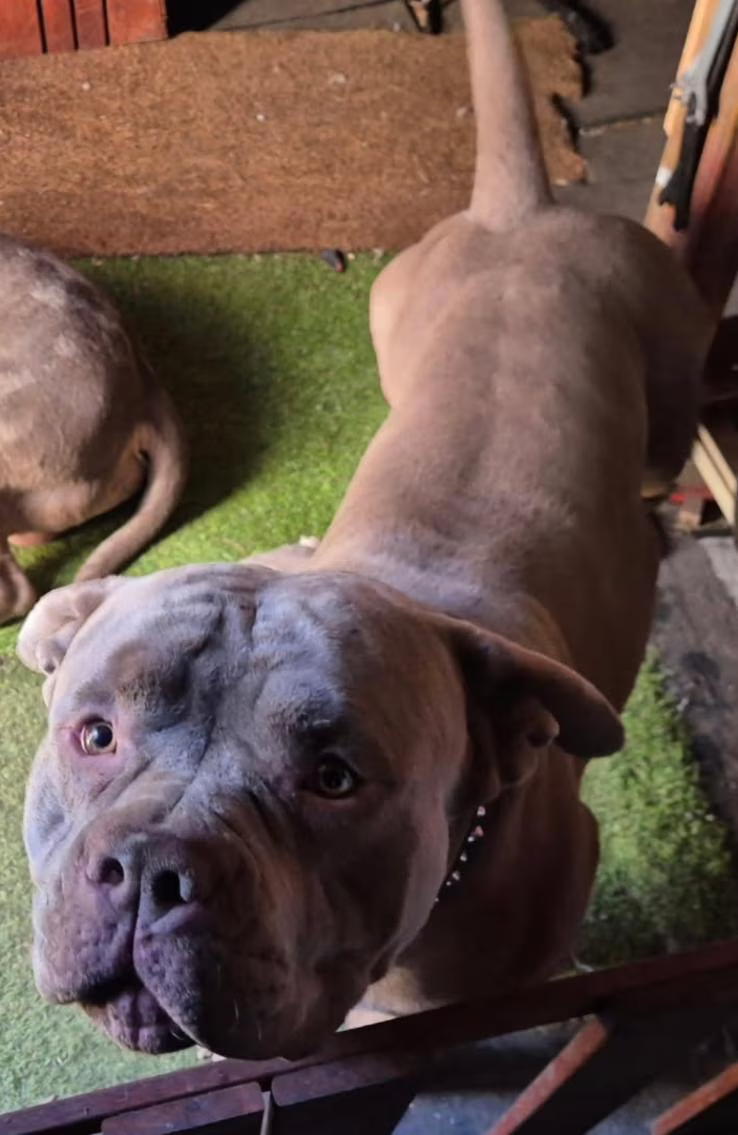 Small pet dog killed in attack by two pit bulls (Victoria Police)