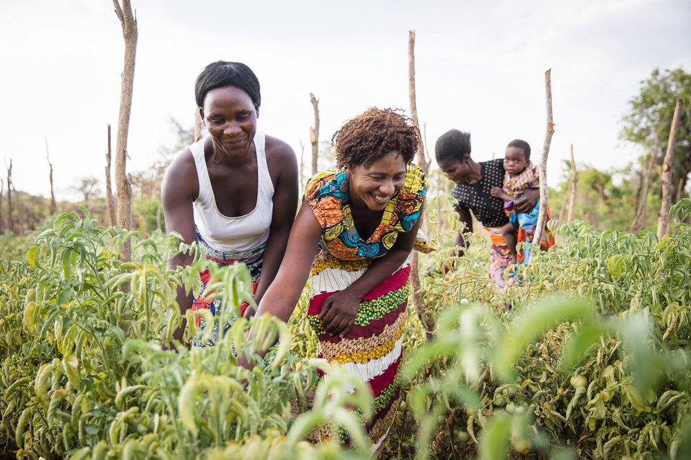 Beneficiaries of a climate-smart agriculture project in Zambia that was also backed with CIF financing (CIF)