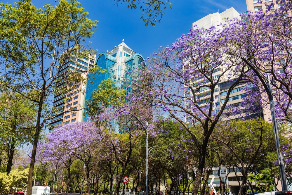 Springtime in Chapultepec Park (Getty Images)