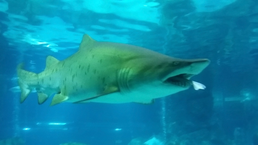 Sand tiger shark with a banded hound shark in its mouth at COEX Aquarium (Getty)