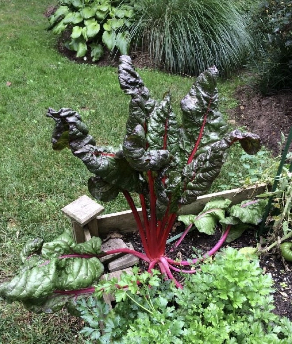 Rainbow chard grows in a partially shady garden bed on Long Island (Jessica Damiano via AP)