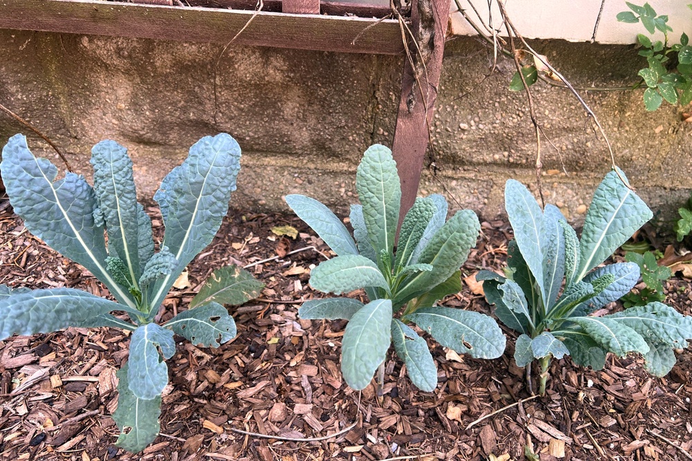 Kale appears in a partly shady foundation bed (Jessica Damiano via AP)