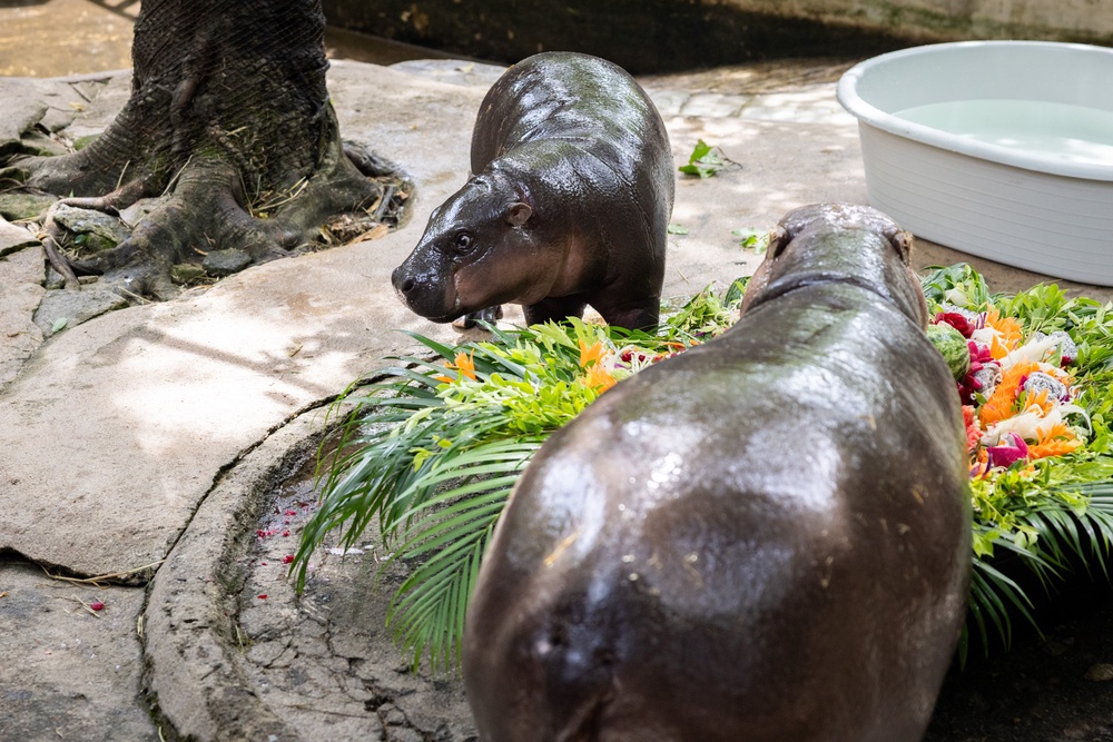Moo Deng eats a cake with her mother Jonah during her first birthday celebration at the Khao Kheow Open Zoo in 2025 (Getty)