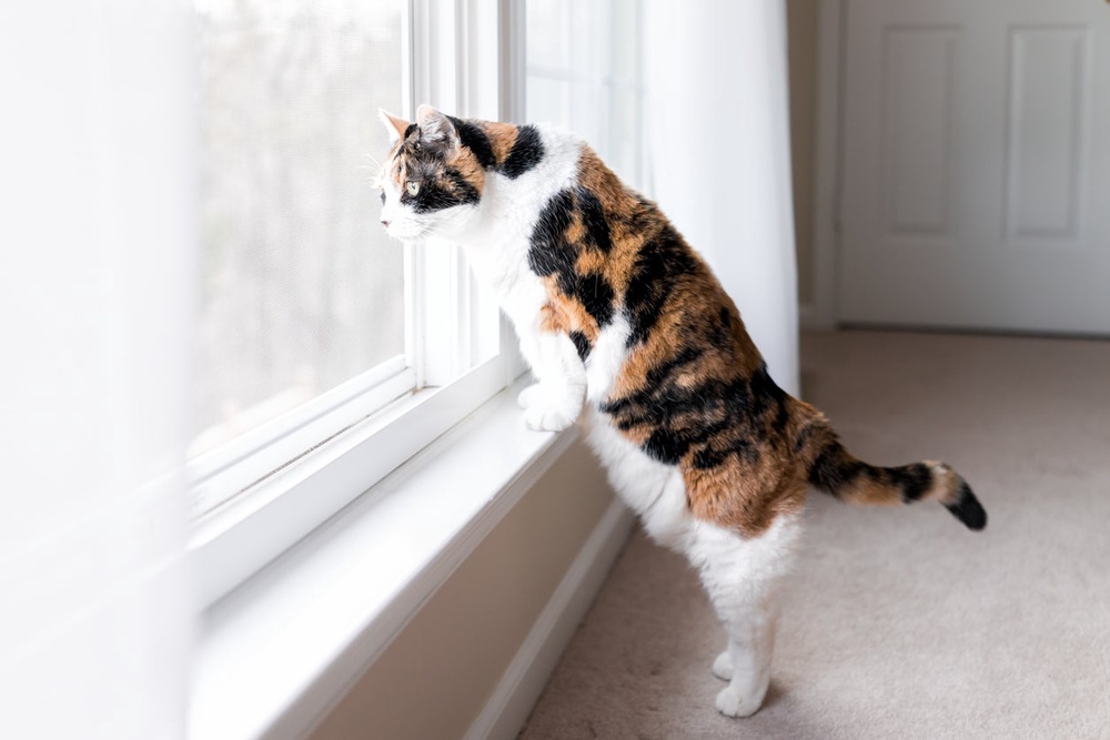 Indoor cats can suffer severe injuries in a fall (Getty Images/iStockphoto)