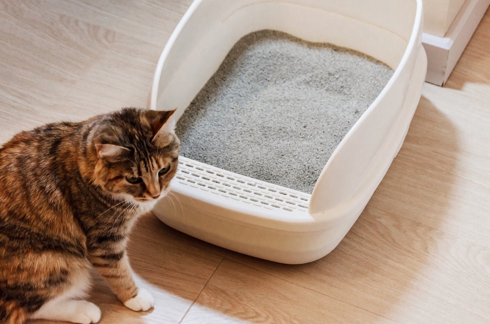 Experts recommend one litter box per cat, plus an extra whenever possible (Getty Images)