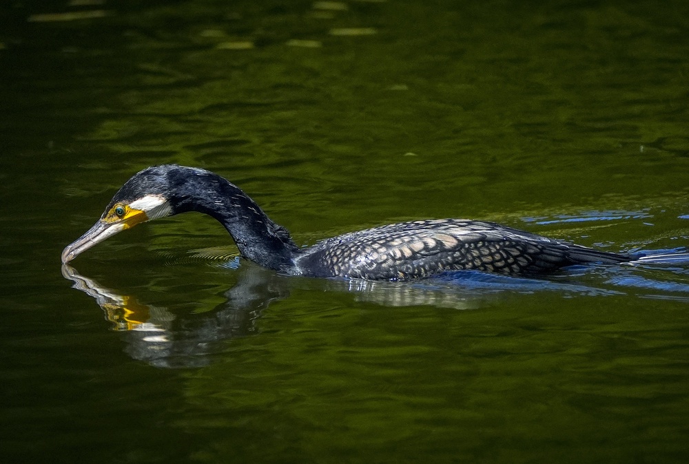 A cormorant cools off on the lake at Sefton Park, Liverpool, Merseyside (Peter Byrne/PA) (PA Wire)