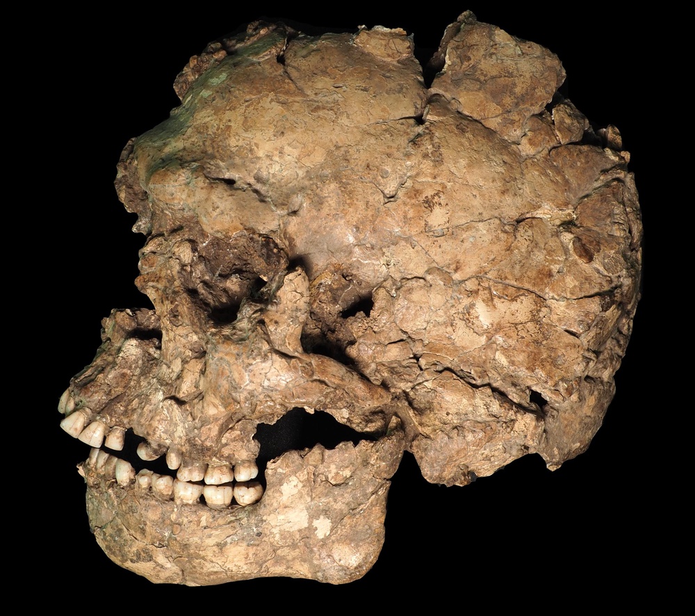 Skull and mandible of the Qafzeh 25 individual (Ana Pantoja et al)