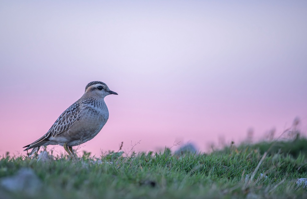 Dotterels could be the first UK bird lost to climate change, the experts warn