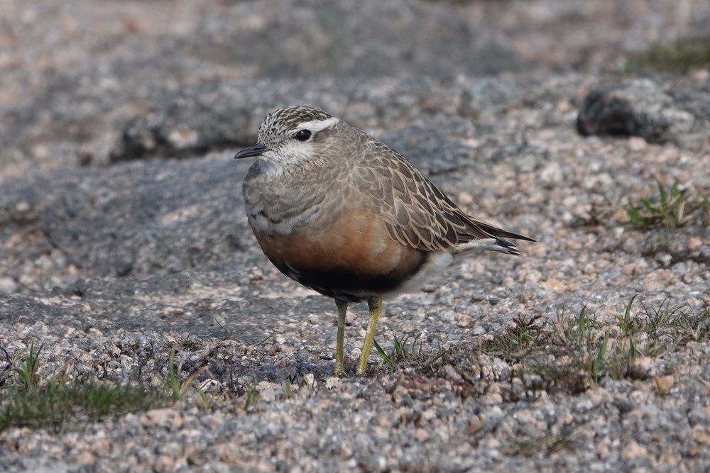 Dotterels migrate to breed in mountain habitats