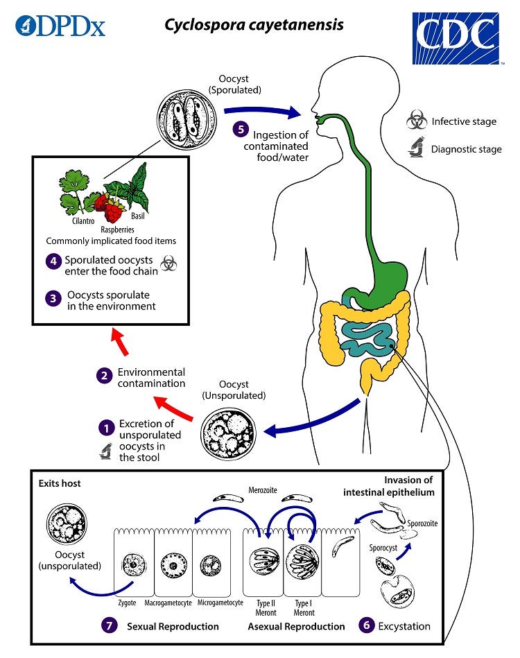 A chart shows how exposure to contaminated foods with cyclospora leads to illness. Oocysts are the infectious stage of certain protozoan parasites (CDC)