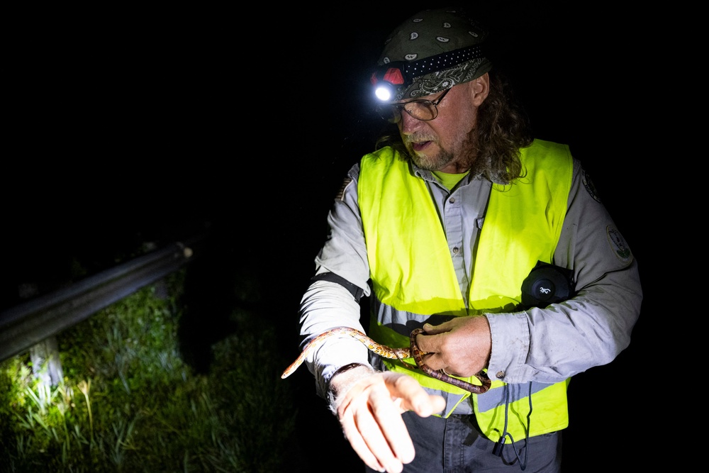 The use of headlamps and flashlights is permitted to catch the snakes. But other tools or weapons are not (AFP via Getty Images)