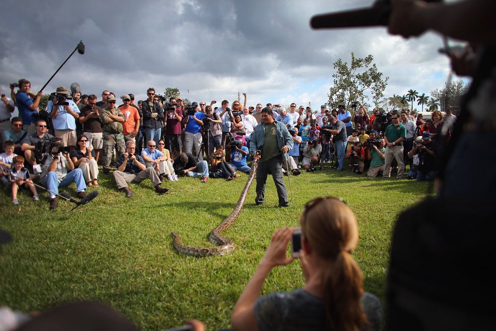 Burmese pythons have been in Florida since the 1970s. Some 27,000 have been removed over the last 26 years (Getty Images)