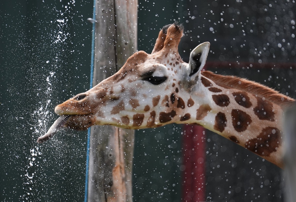 Sifa the giraffe is cooled down by keeper Erica Haworth at Blair Drummond Safari park near Stirling (Andrew Milligan/PA) (PA Wire)