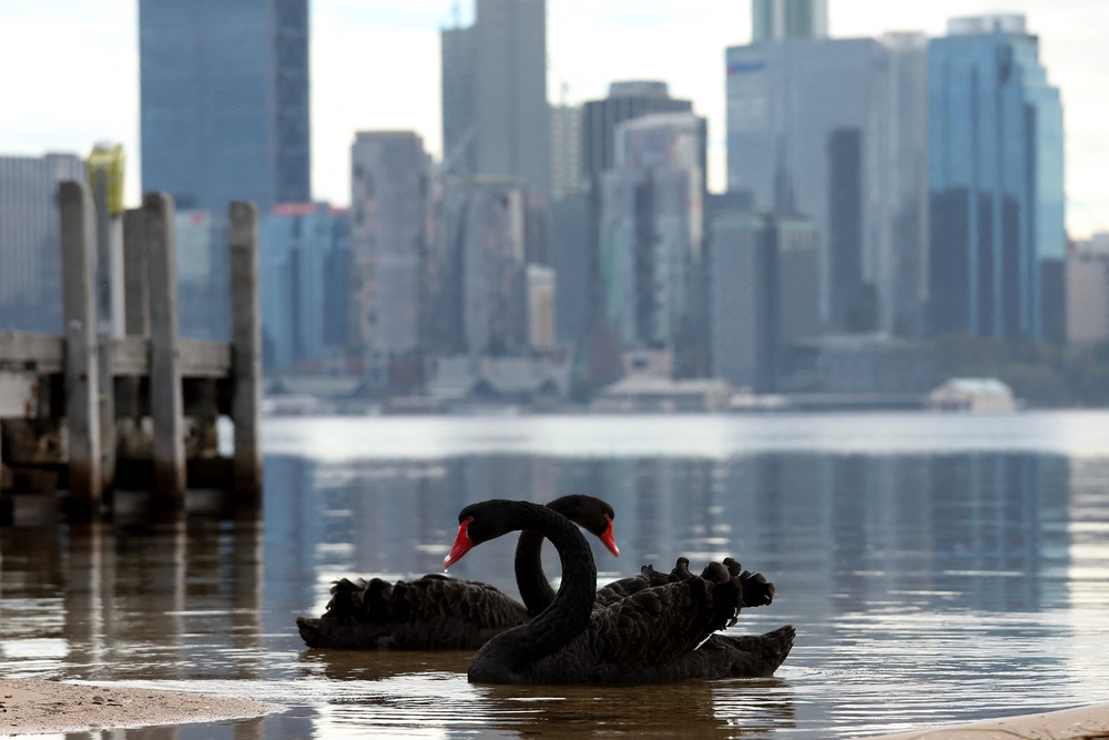 Swans swim in front of the central business district (CBD) of Western Australia's capital city of Perth (AFP via Getty Images)