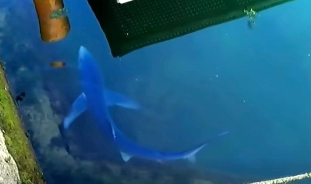 A 4ft shark was spotted in Dorset last month (RobYoung/BNPS)