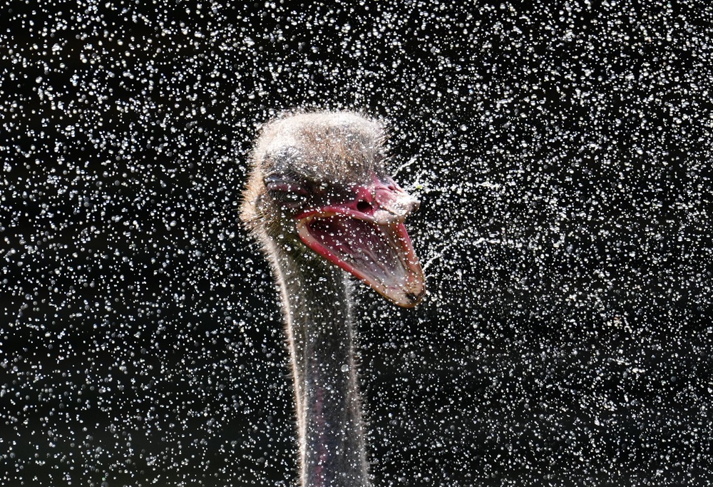 Elvis the ostrich is cooled down by water spray at Blair Drummond Safari park near Stirling (Andrew Milligan/PA) (PA Wire)