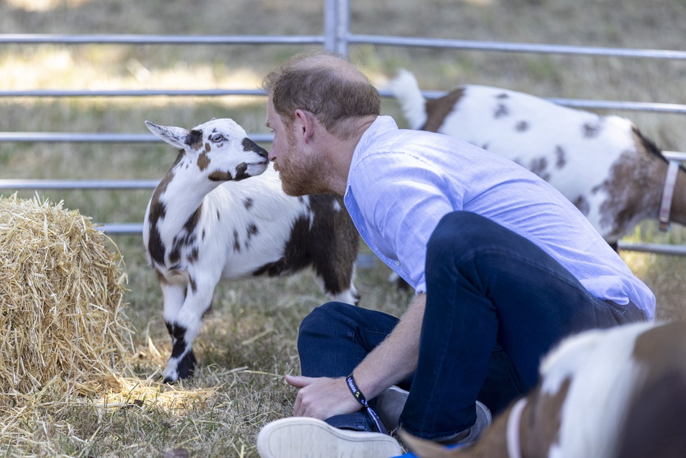 Harry stared down a goat during the session (Heathcliff O’Malley/Daily Telegraph/PA) (PA Wire)