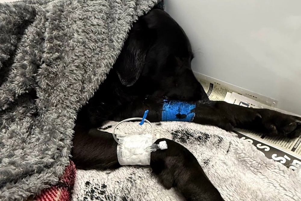 Lochaber Mountain Rescue Team said it was pleased that Tokyo had ‘made a full recovery’, thanking Crown vets ‘for their support’ (Christina Bluhme)