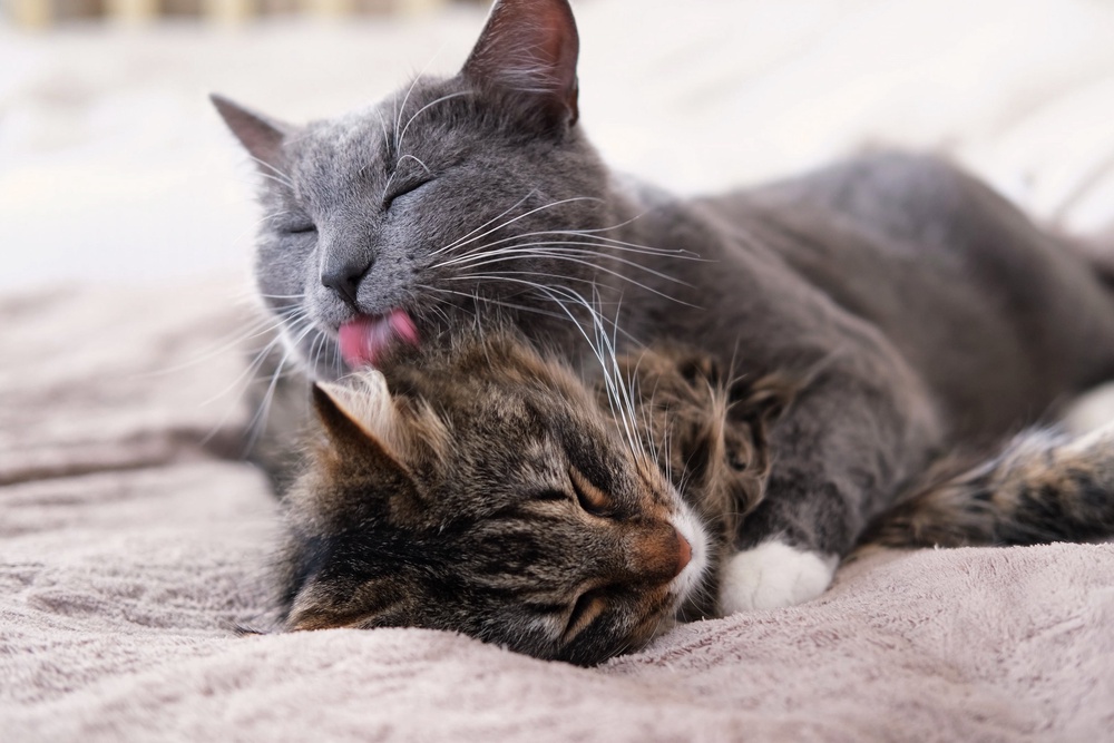 Cat beds should be washed every 1-2 weeks (Getty/iStock)