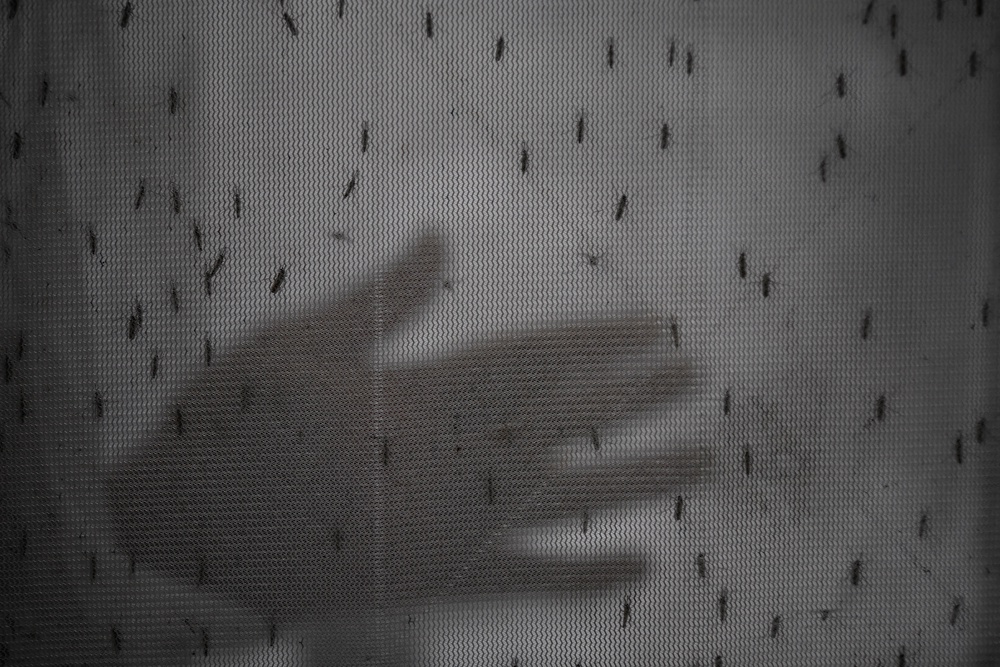 A researcher tests the efficacy and protection time of insect repellents against different species of mosquitoes at the entomology laboratory of Jahangirnagar University in Dhaka (Reuters)