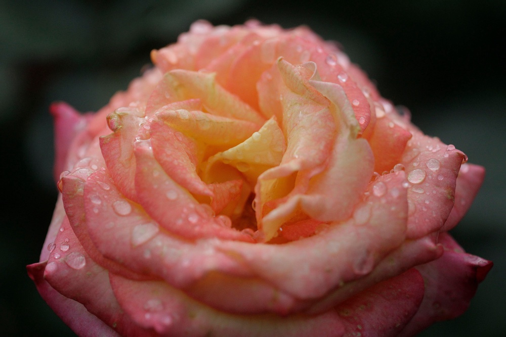 Planting onions or tomatoes near roses will help discourage black spot fungal infections. (Copyright 2026 The Associated Press. All rights reserved.)