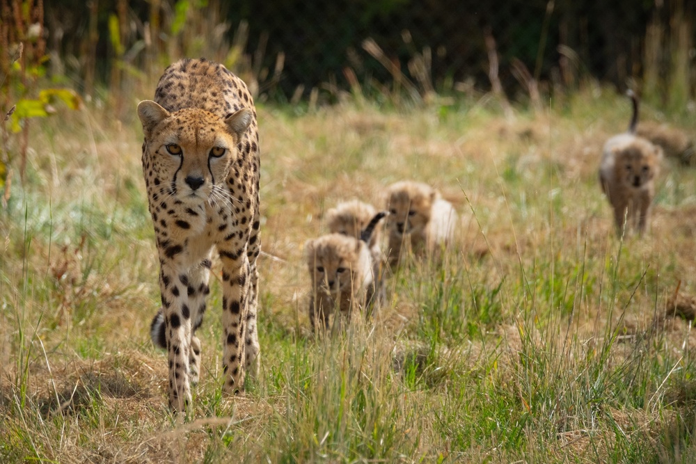 The cubs explore their area at Whipsnade Zoo (ZSL/PA) (ZSL)