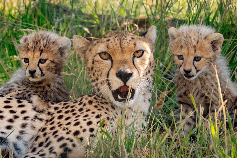 Amira with two of her cheetah cubs (ZSL/PA) (ZSL)