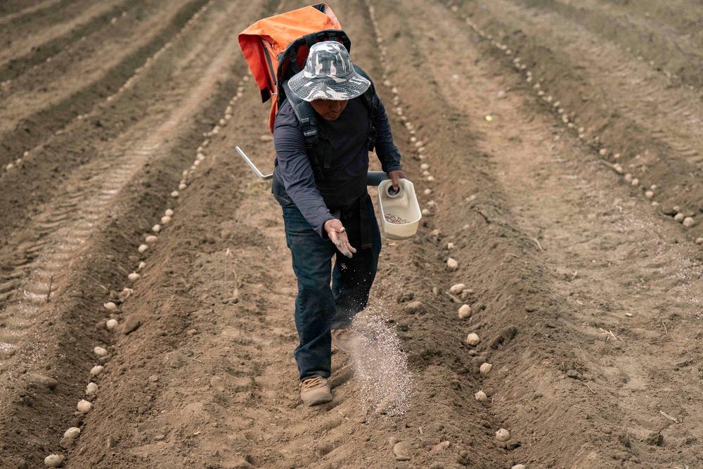 Potatoes and other firm vegetables should be scrubbed well before peeling (Getty Images)