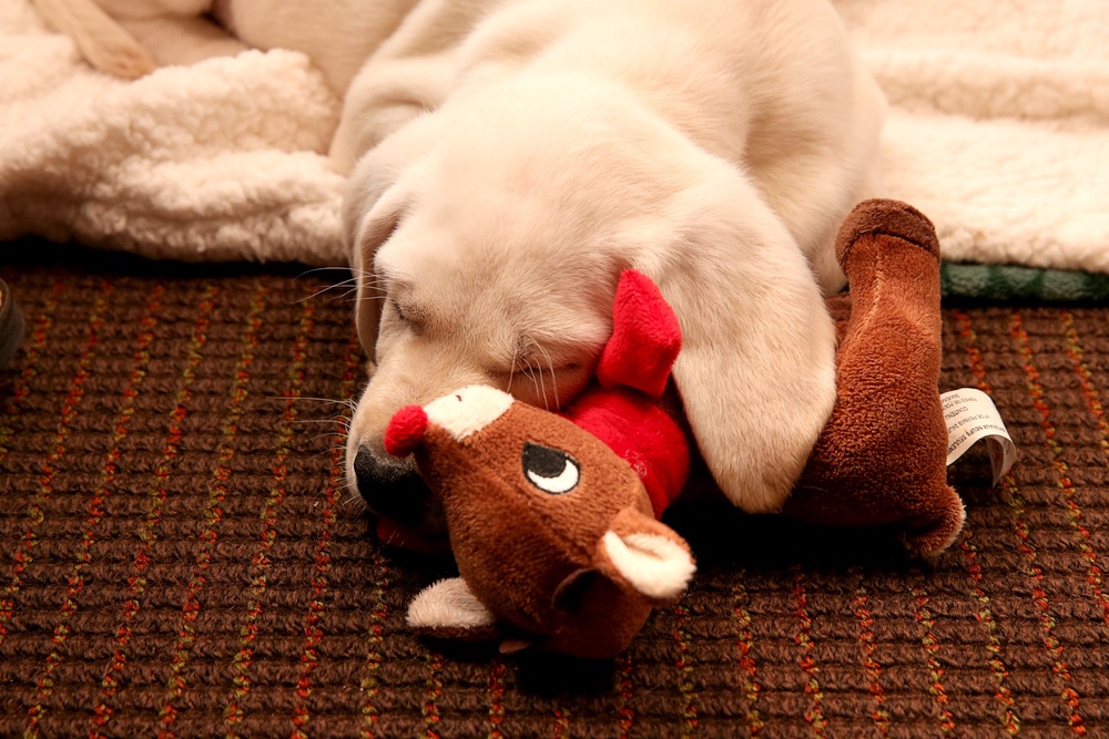 A dog with his toy (Getty)