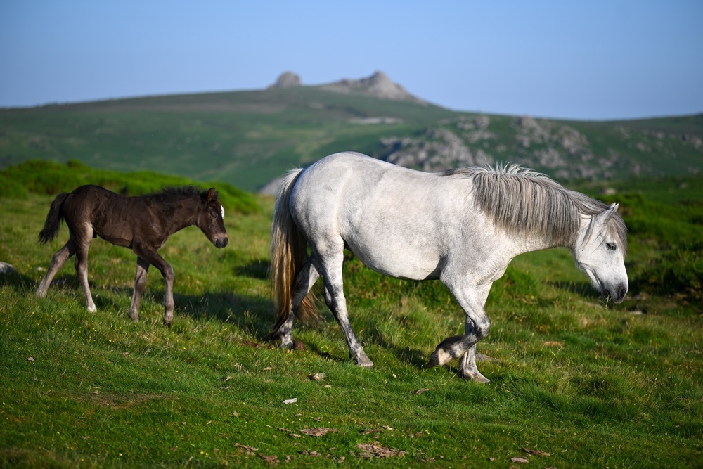 Natural England was in dispute with farmers and campaigners over the ponies (Getty)
