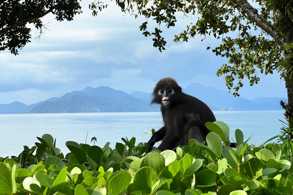 A dusky langur monkey with distinctive white circles around its eyes (The Datai Langkawi)
