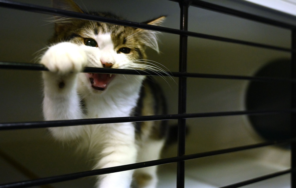 Cat chewing can be playful, but it may also be a sign of a more serious issue (AFP/Getty)