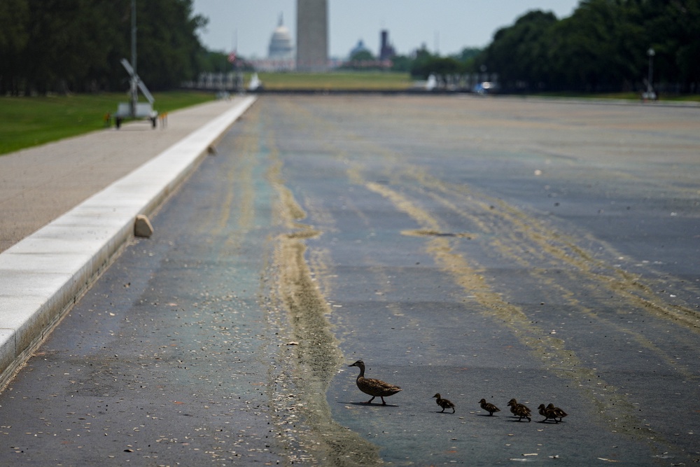 Ducks walk across the drained Lincoln Memorial Reflecting Pool in Washington, D.C. on July 15 (Reuters)