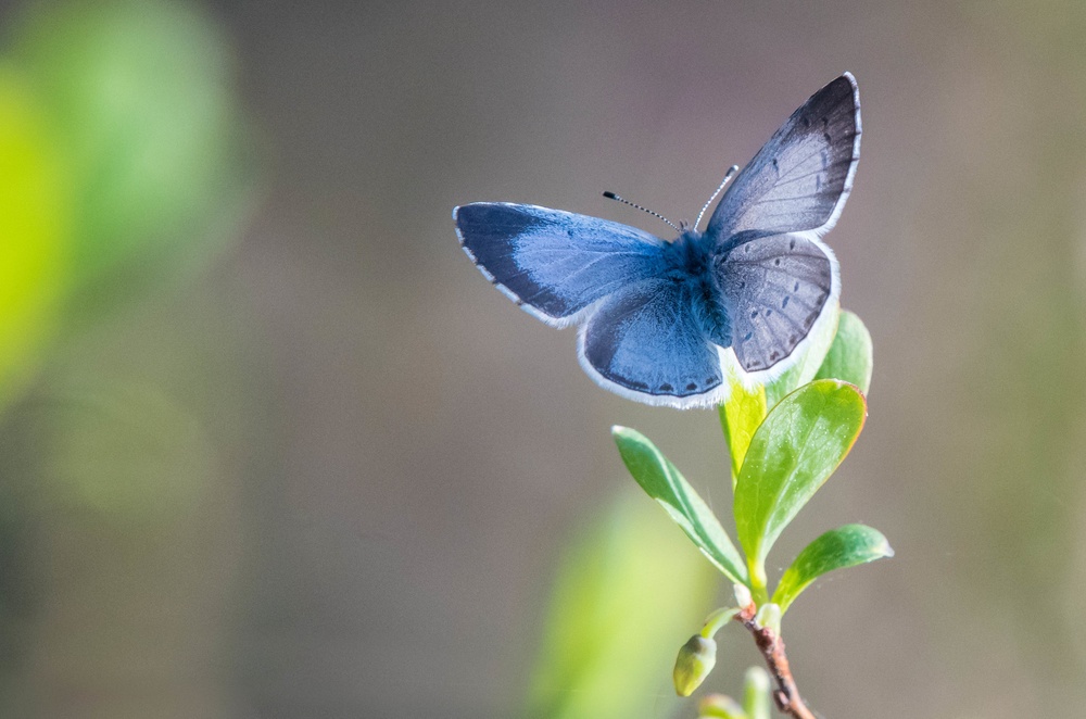 A holly blue butterfly (Tim Melling/Butterfly Conservation) (PA Media)
