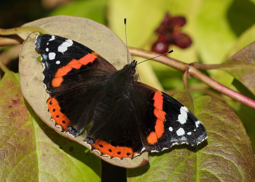 A red admiral butterfly (Iain H Leach/Butterfly Conservation) (PA Media)