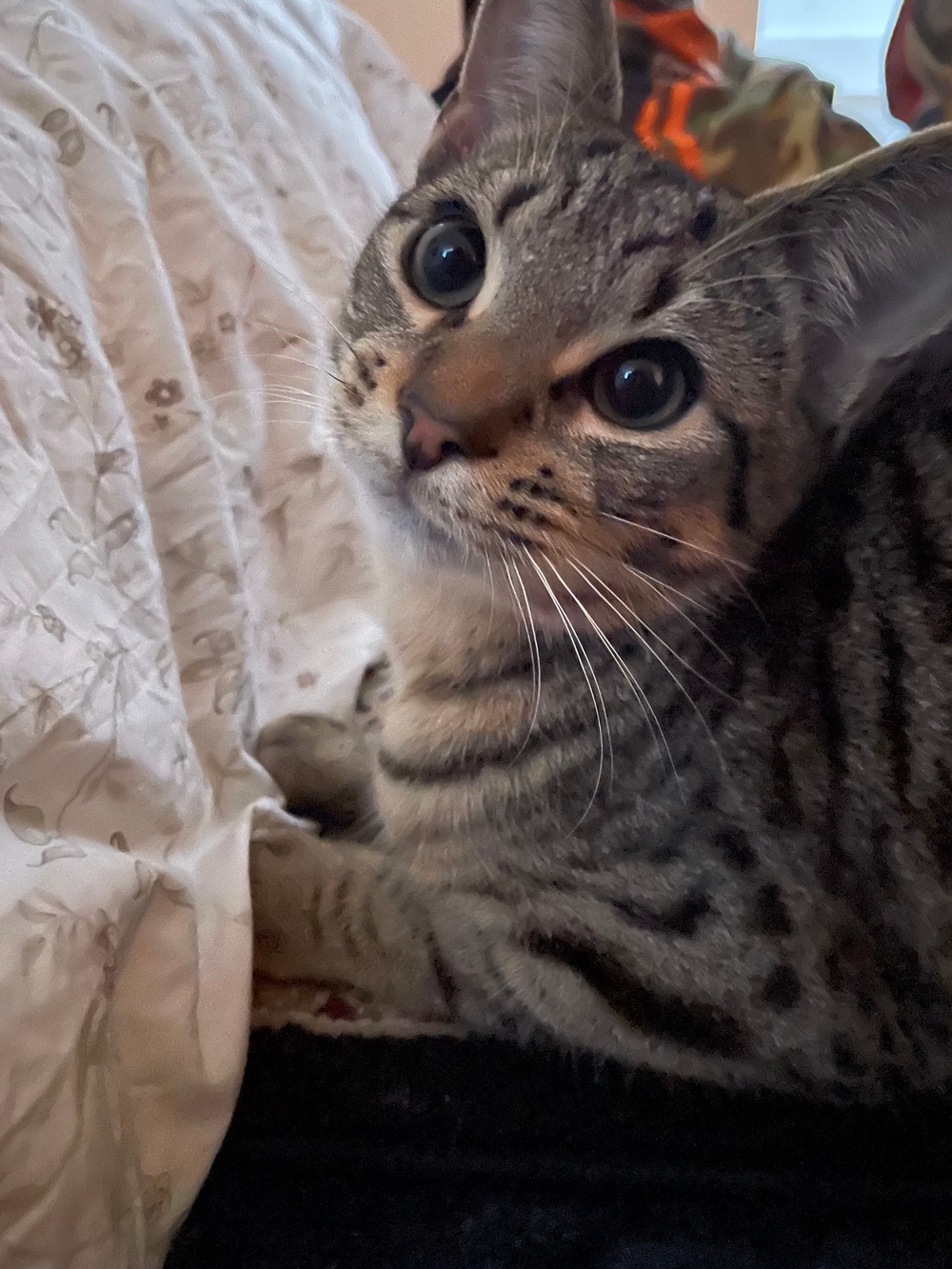 Osaruese and Hannah found a vet who offered a payment plan to help them afford the surgery (Collect/PA Real Life)
