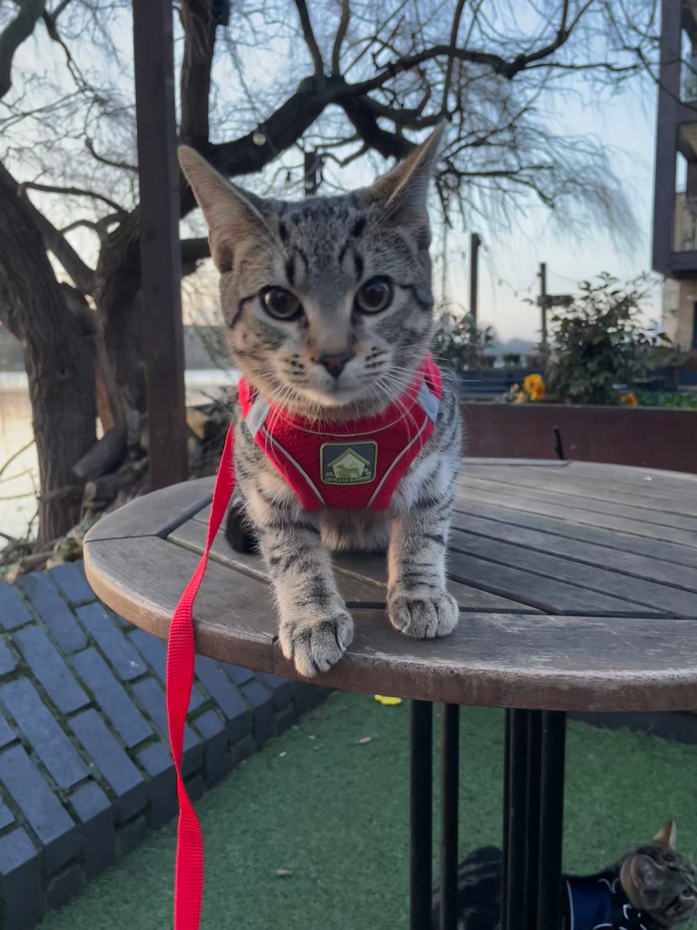 Osaruese and Hannah were initially told they would have to pay for expensive surgery, otherwise Rascal would have to be put down (Collect/PA Real Life)