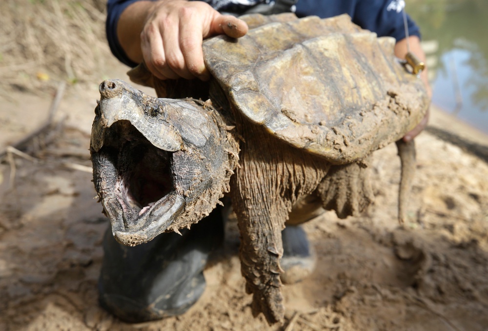 A male alligator snapping turtle is held after being trapped by the Turtle Survival Alliance-North American Freshwater Turtle Research Group