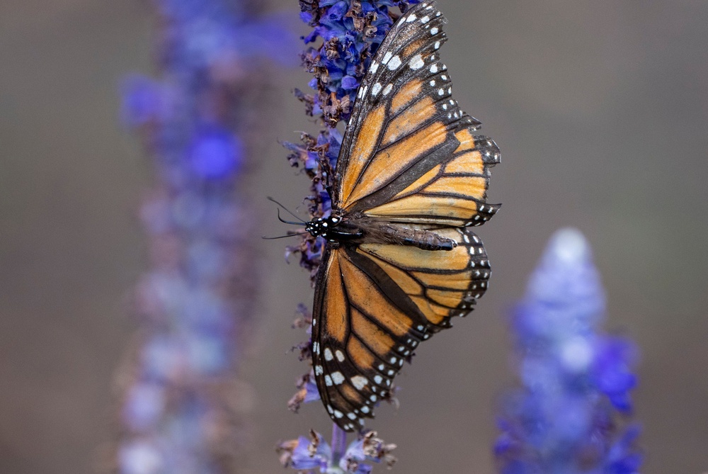 A monarch butterfly lands on a flower, Sept. 6, 2025, in Washington. (AP Photo/Alex Brandon, File) (Copyright 2025 The Associated Press. All rights reserved)