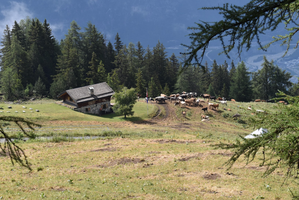 The mountains over Crans-Montana are home to herds of alpine cows (James Reynolds / The Independent)