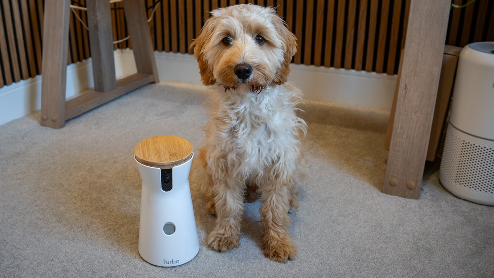 Enzo stops barking, whining or crying and runs eagerly to the Furbo 360 when the jingle plays (Alistair Charlton/The Independent)