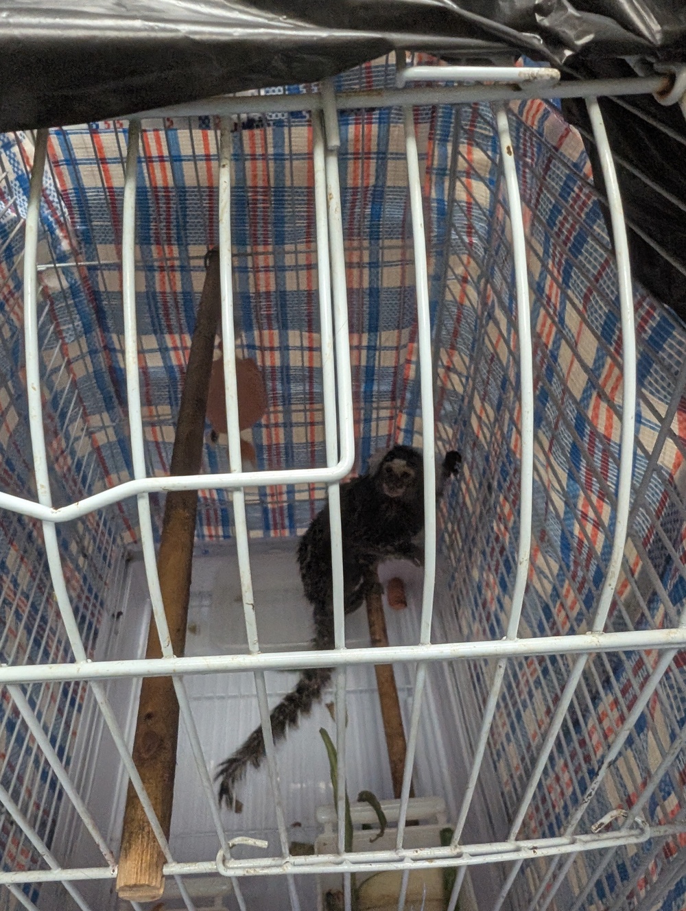 The monkey has been rescued by the RSPCA and has been named Oyster (RSPCA/PA)