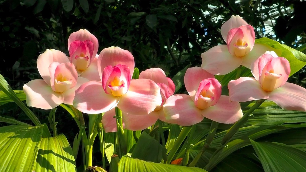 The Swaddled Baby orchid is a two-foot tulip orchid found exclusively in the high-humidity Andes region of South America (Getty Images)