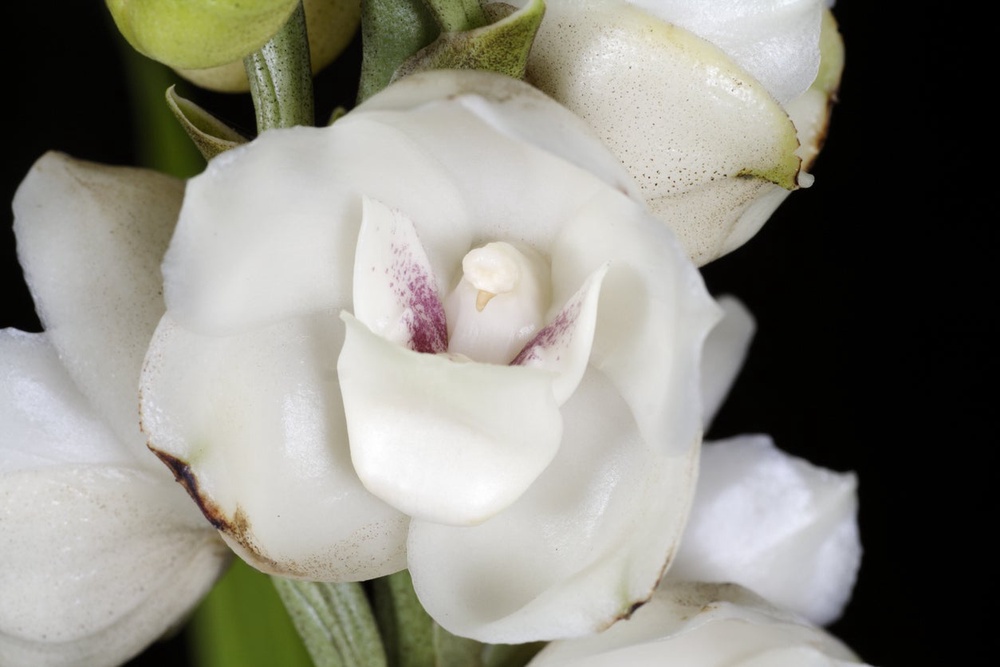 The Dove orchid is Panama's national flower, known locally as flor del Espíritu Santo (Getty Images)