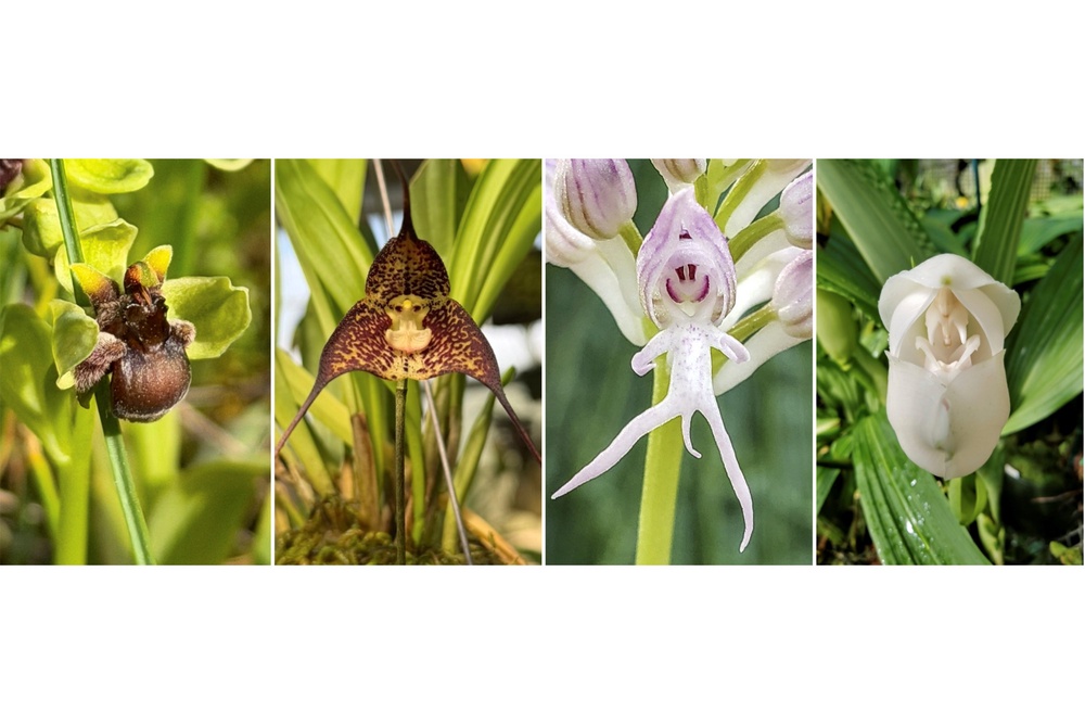These remarkable orchids stand out for their striking mimicry, captivating observers with their unique and often amusing forms (Huntington Library Art Museum an)