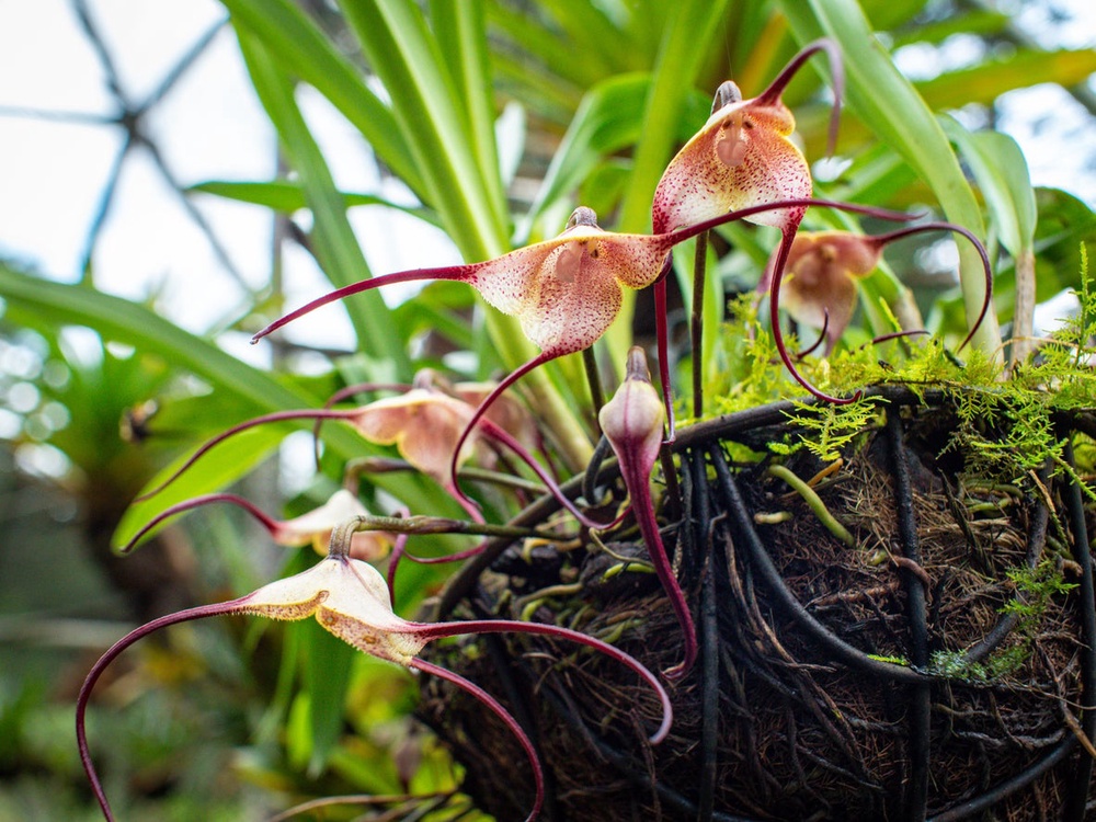 The Monkey orchid (Dracula chimaera) thrives in cool, moist, and partially shady conditions (Getty Images/iStockphoto)
