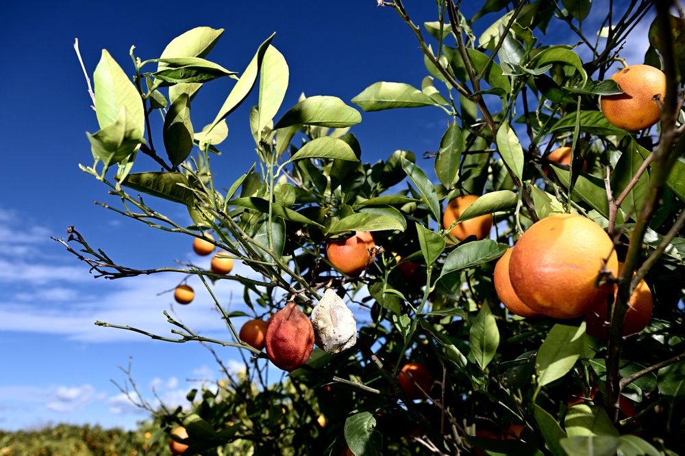 Experts have predicted that oranges could be grown in the UK by 2080 (AFP/Getty)
